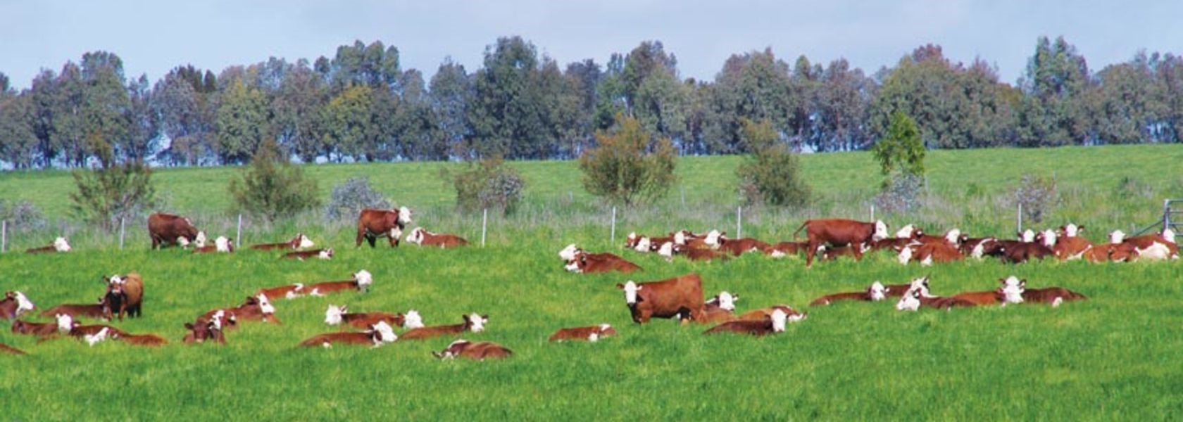 Productive pastures will provide high quality feed for livestock – the keys to success are in the planning and preparation. (Source: farmingahead.com.au/pastures)