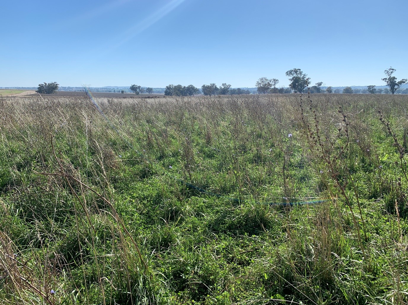 Paddock with green pastures