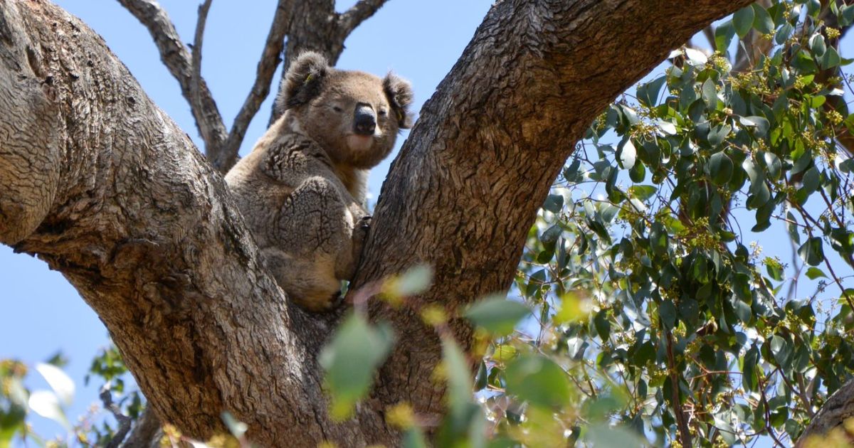 Koala in eucalypt tree