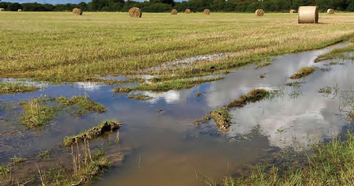 Flooded pasture