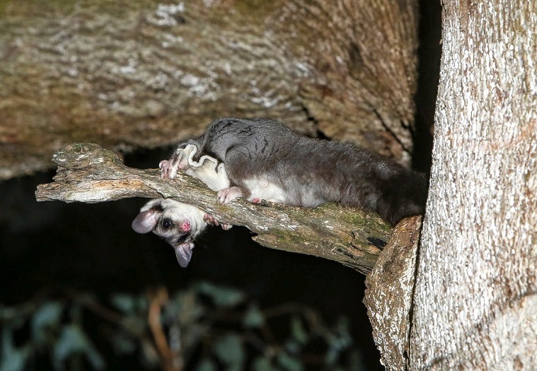 squirrel glider in tree