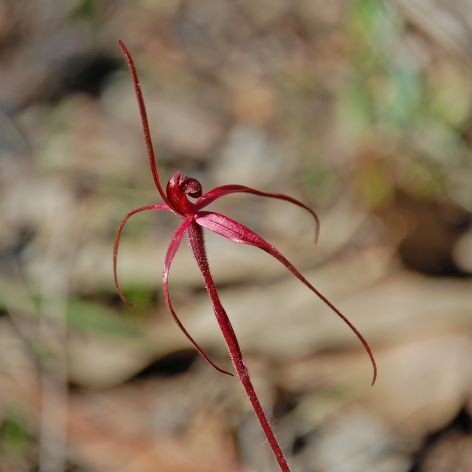 Crimson Spider Orchid_Credit M.CameronDPE