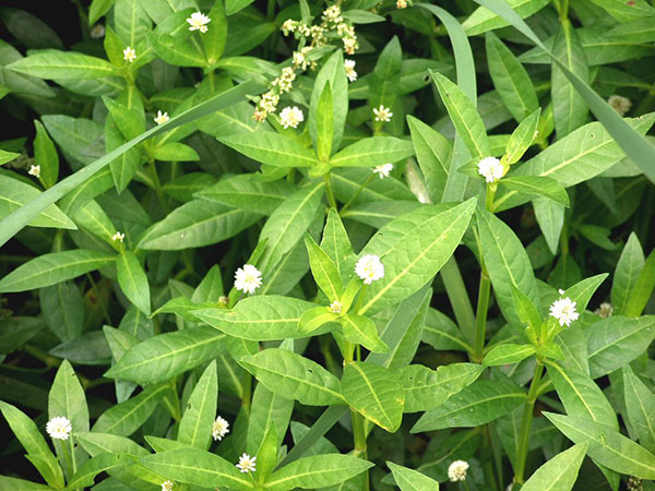 A dense stand of flowering alligator weed.