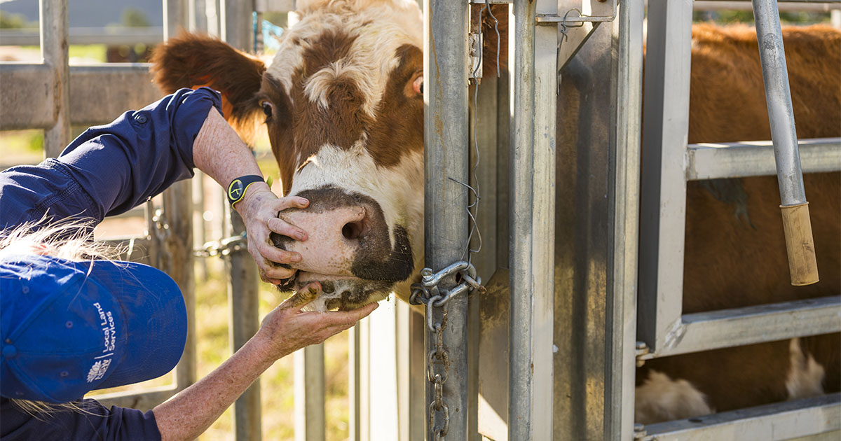district vet inspecting cow