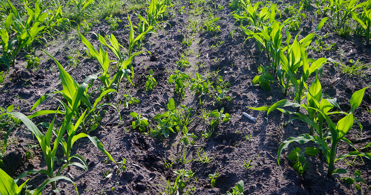 Weeds growing in an early cereal crop