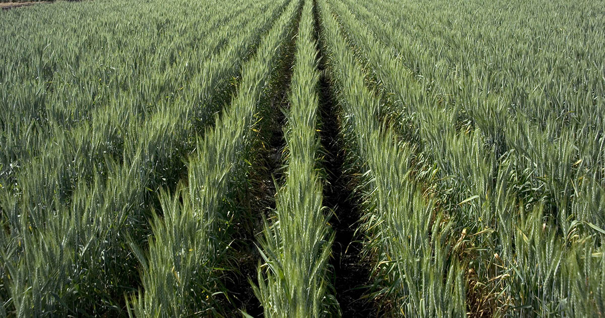 Crop of green wheat in paddock