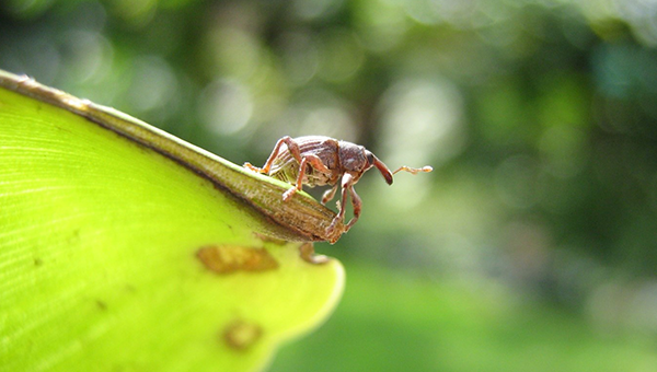 A bug sitting on a green leaf