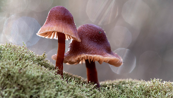 mushroom by Alison Pouliot 