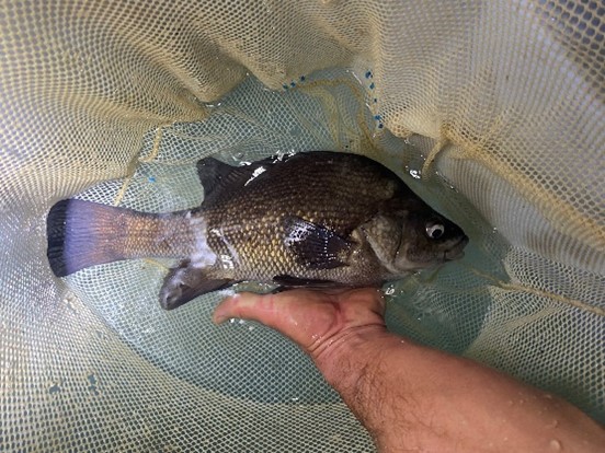 Adult Macquarie Perch. Photo: Luke Pearce