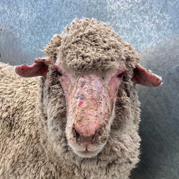 close up of sheep's face that's affected by photosensitisation with raw red peeling on nose