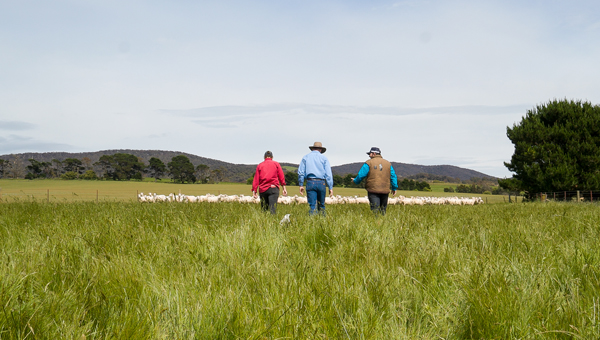 three people walking amongst thick green pasture, blue sky overhead