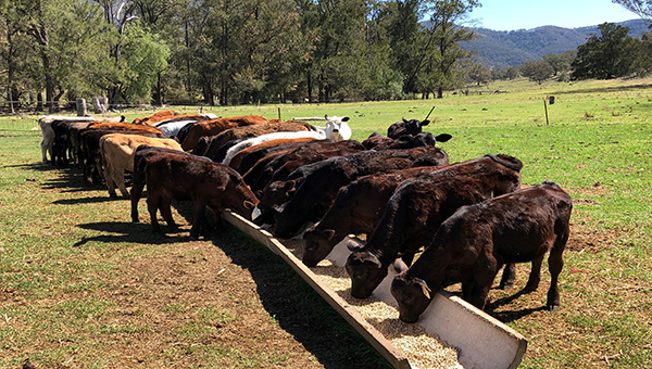 A herd of older calves of varying colours feeding at a concrete trough
