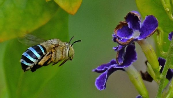 A close up of a bee with vibrant blue bands on his body flying towards purple flowers