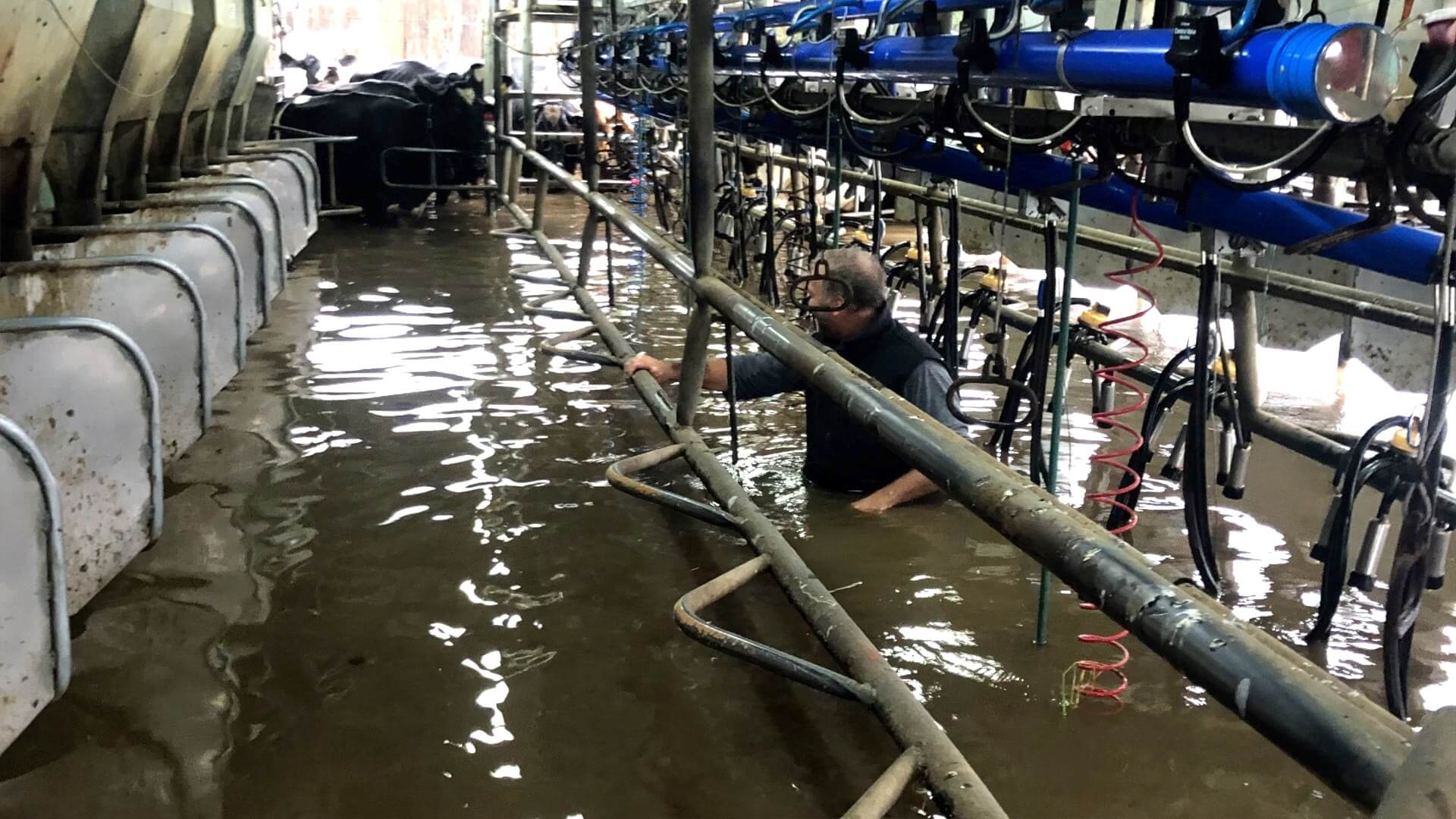 Man standing in a dairy shed with pumps that milk the cows. He has flood waters up to his waist