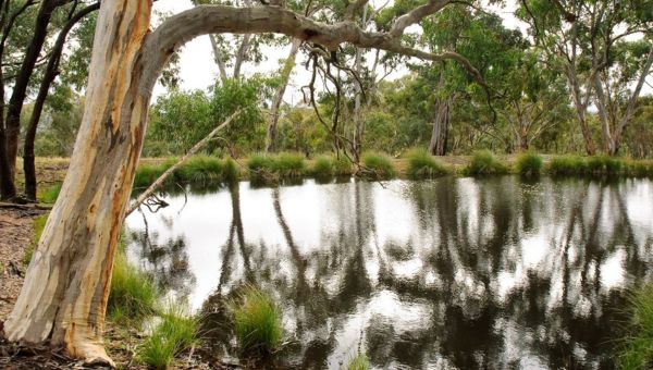 a glistening dam next to tall gum trees