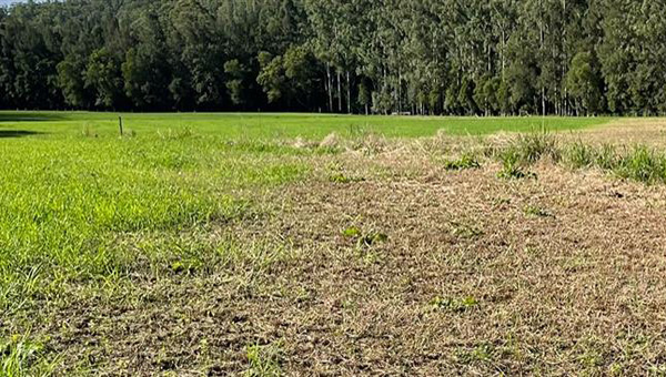 A paddock showing dead grass from fall armyworm