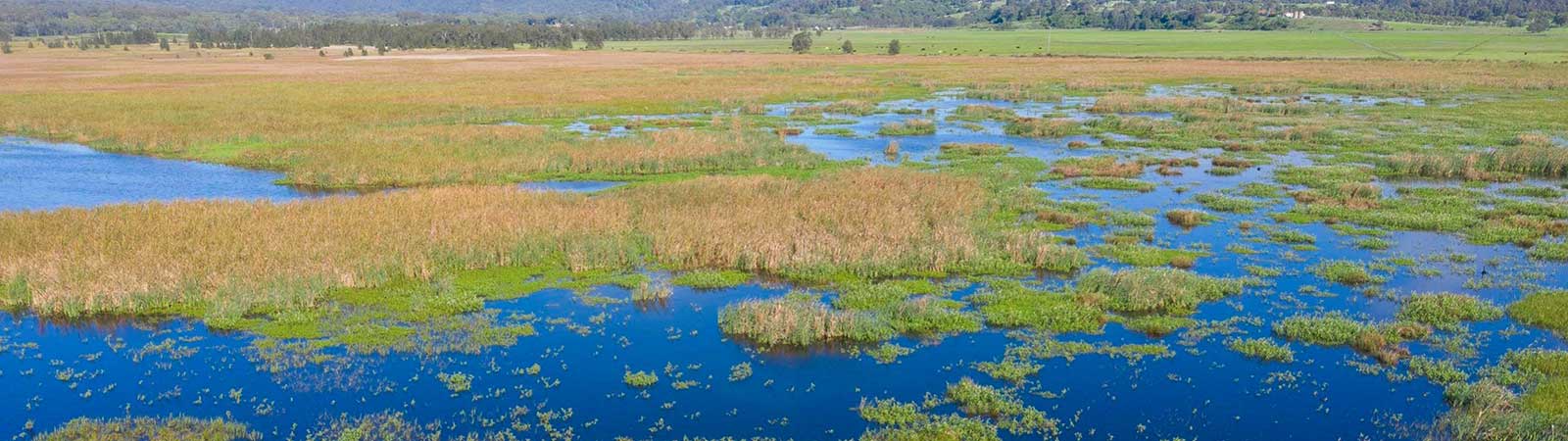 A birdseye view of the Hexham Swamp showing the blues of the water meeting the green of the grasses throughout the swampland.