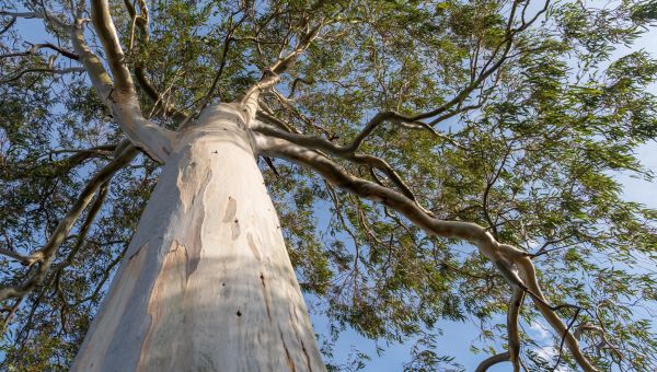view of eucalypt tree taken from the trunk up to skyline