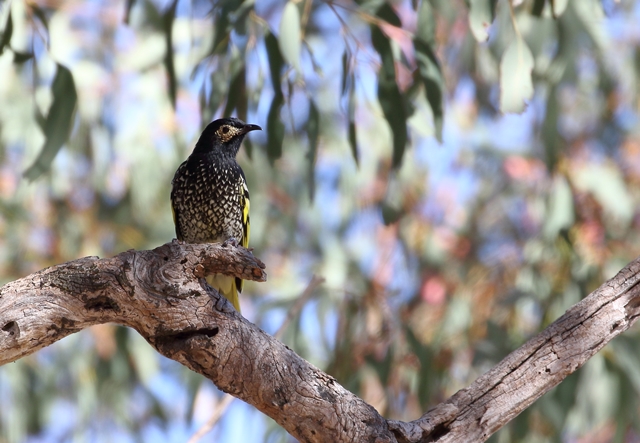 Regent Honeyeater, Capertee Valley NSW (credit: Matthew Baker)