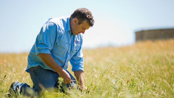pasture