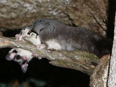 Squirrel Glider