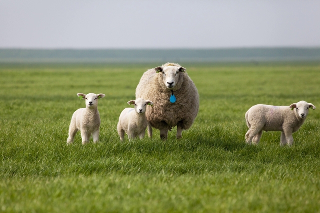 Sheep on green grass