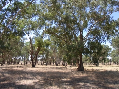 Grassy Woodland