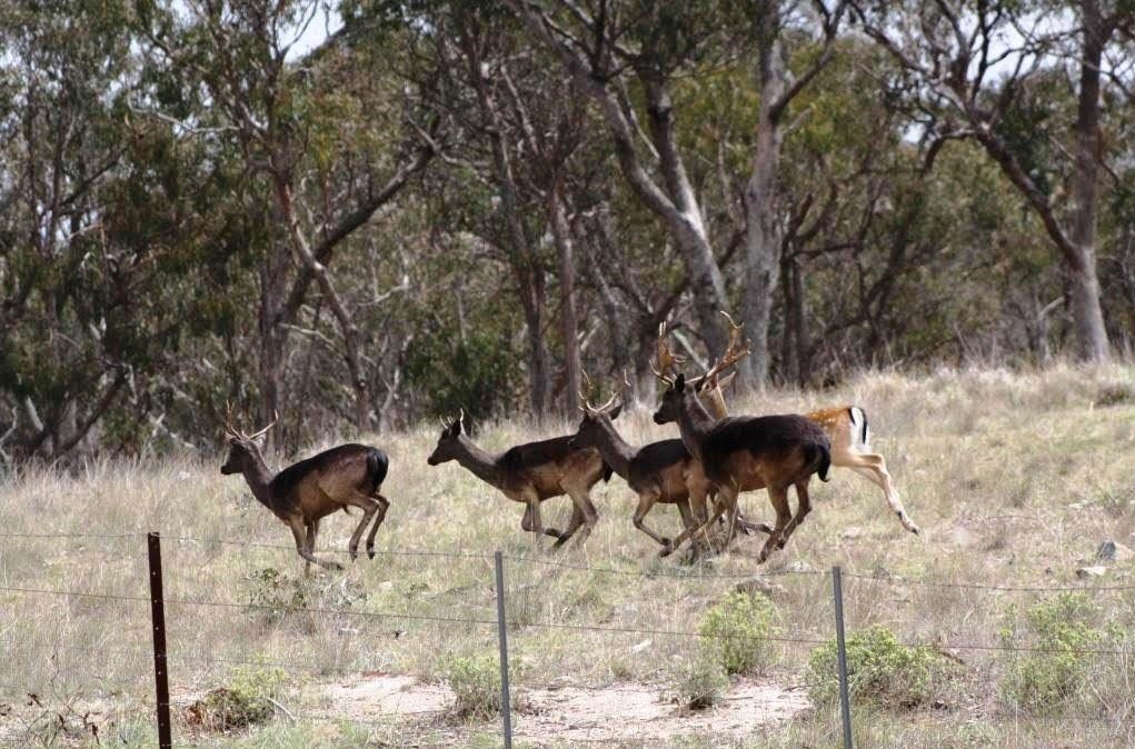 Group of wild deer in a bush paddock