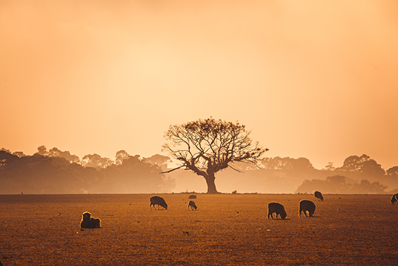 Sheep in hot dusty paddock