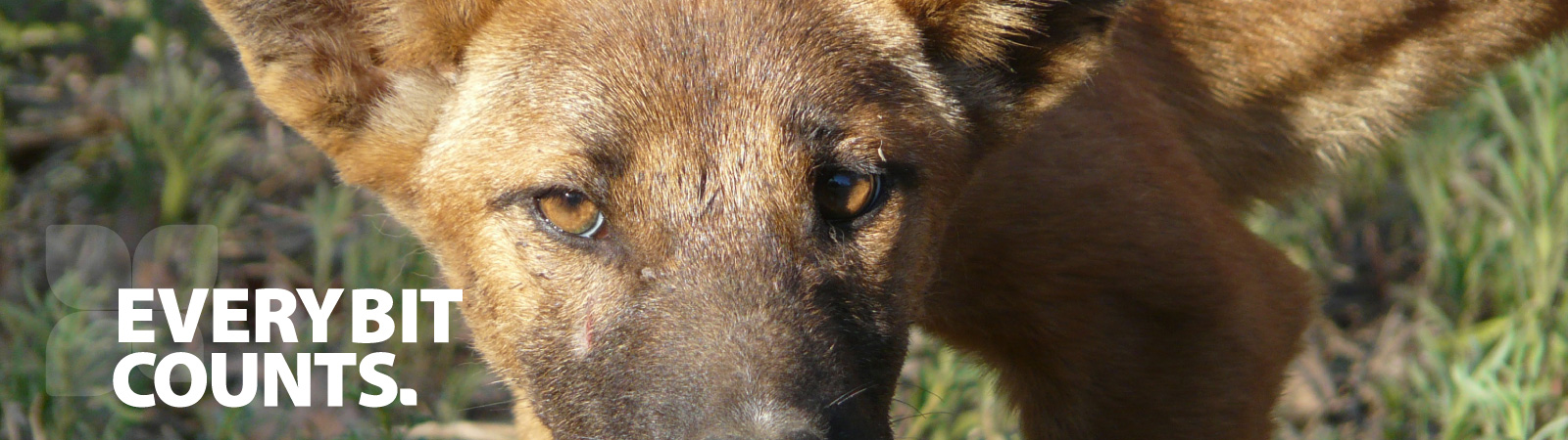Wild dog image for small landholders