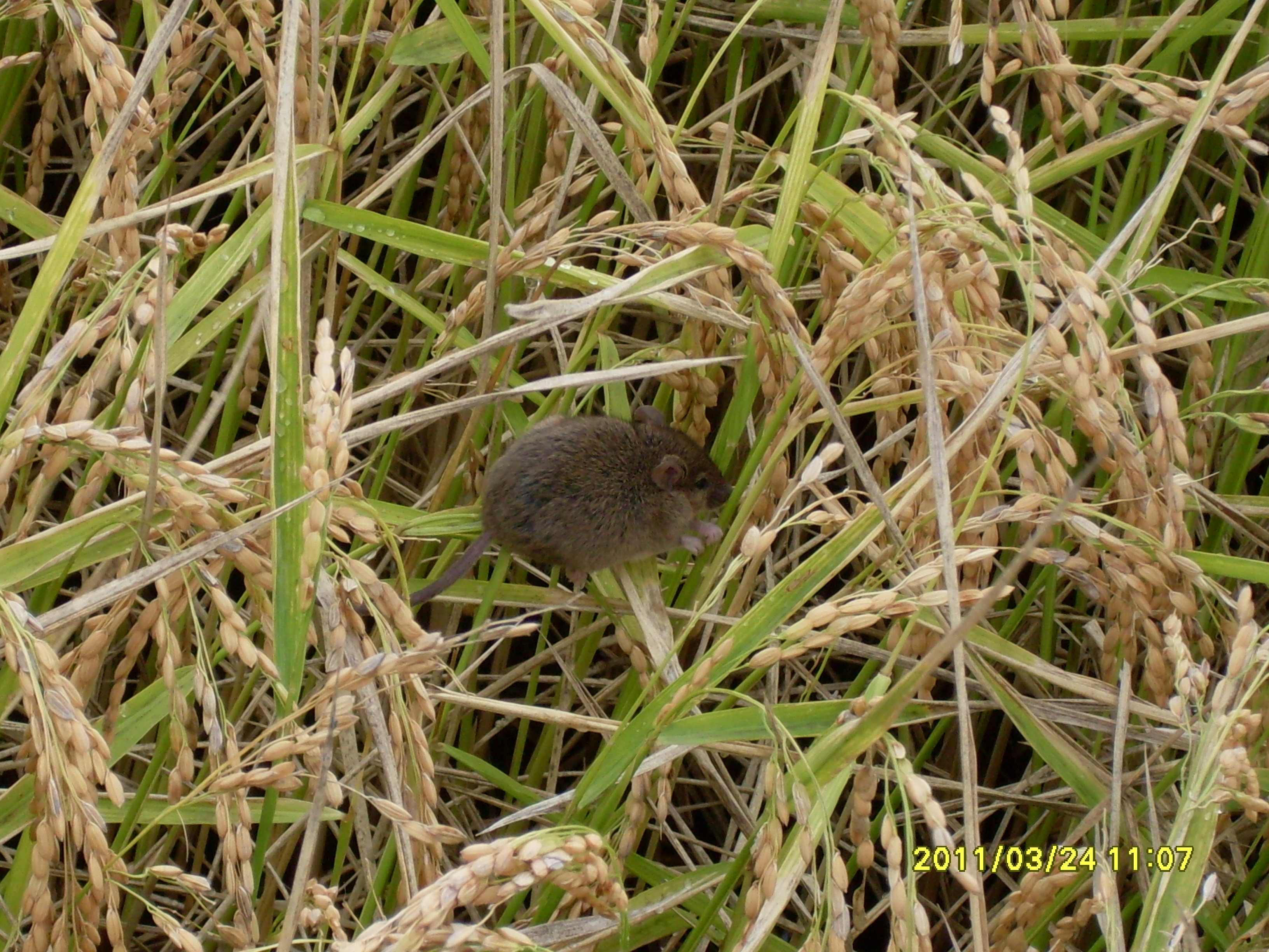 Mouse in rice crop