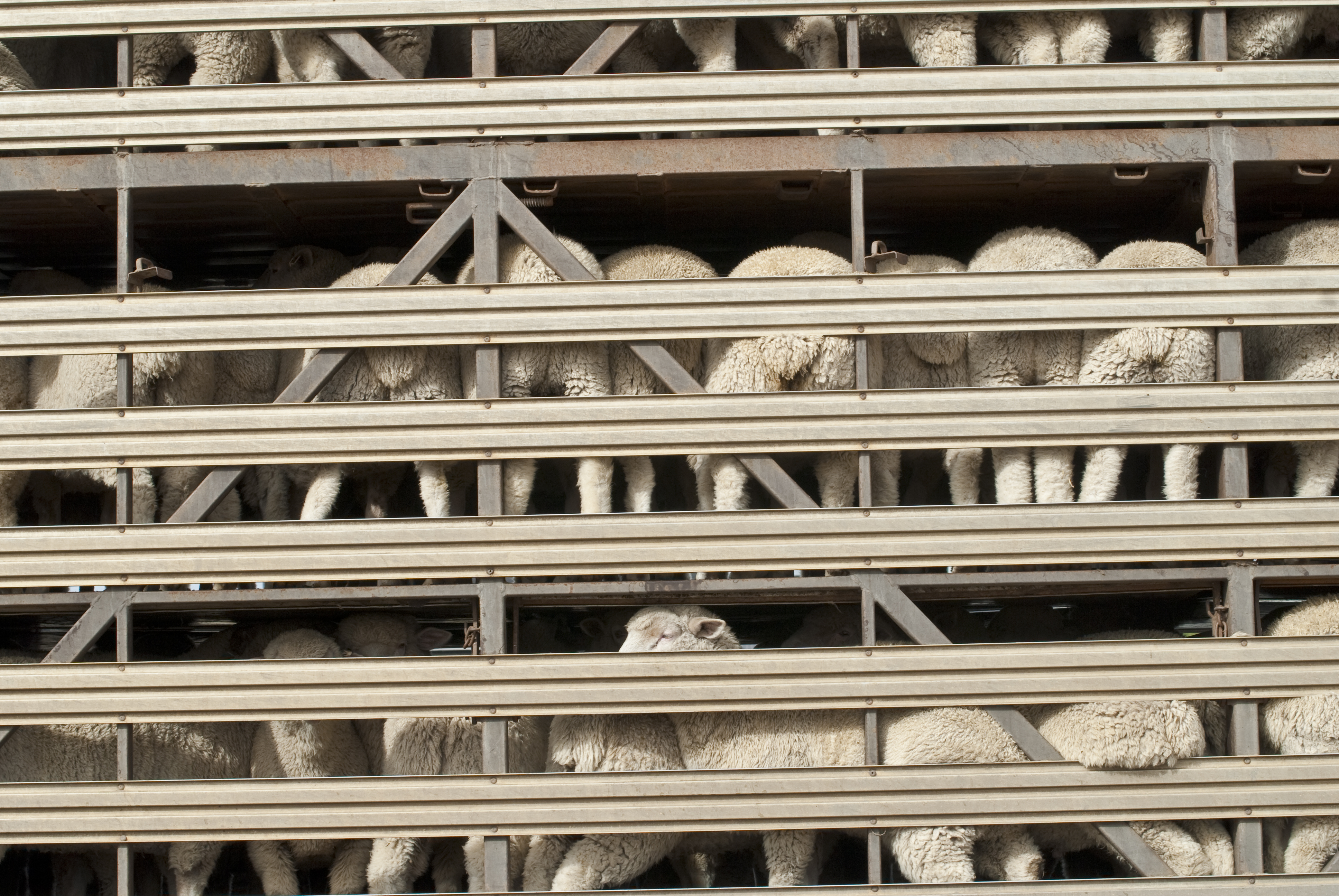 Sheep on a truck