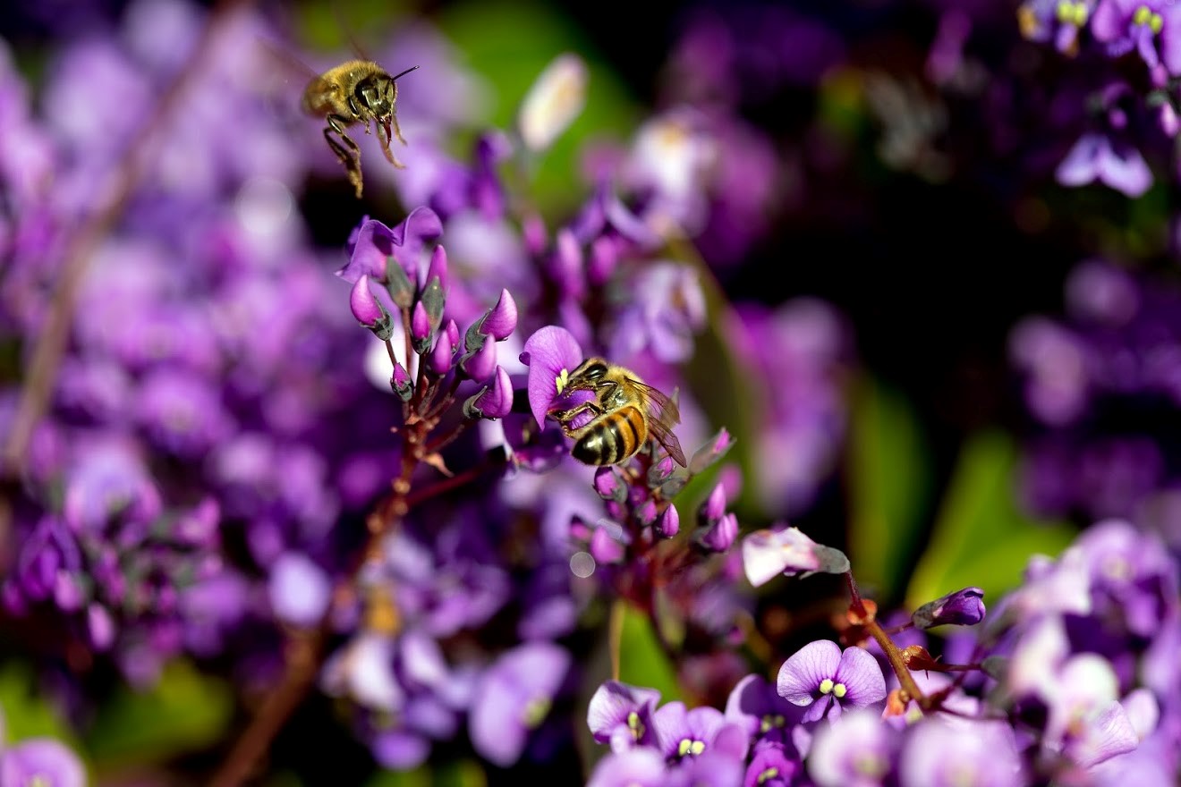 Bees on a flowering hardenbergia