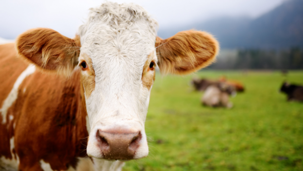 Cow event thumbnail