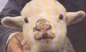 Lamb with scabby mouth virus. Photo courtesy NSW DPI