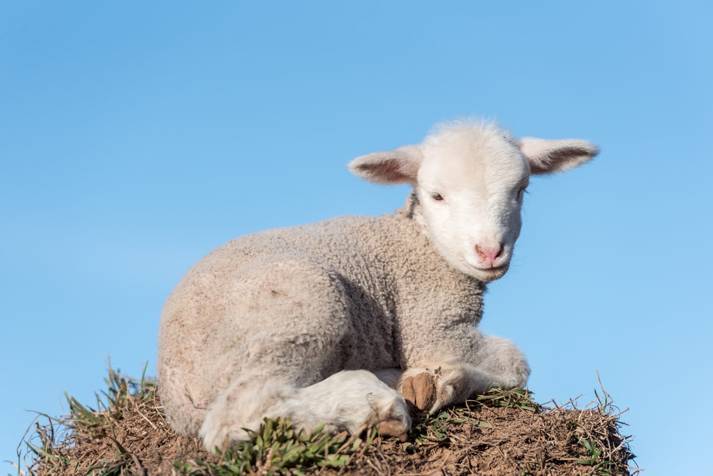 A lamb looking at camera
