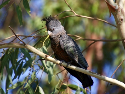 Female Gang-gang Cockatoo. Photo: Caroline Jones