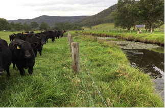 Riverbank fencing and stock watering on Congewai Creek.