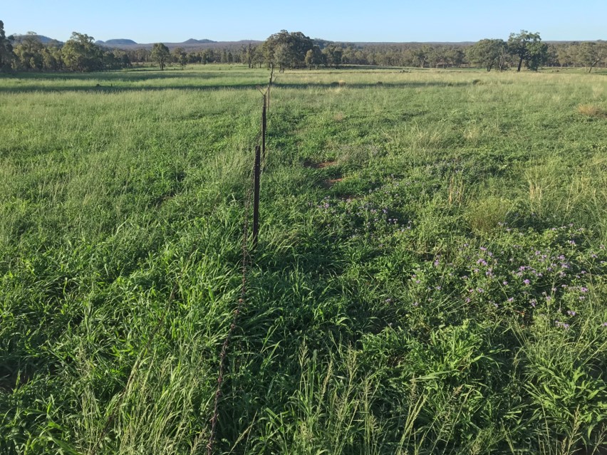 Pasture on left without weeds, fence in middle, weeds on right