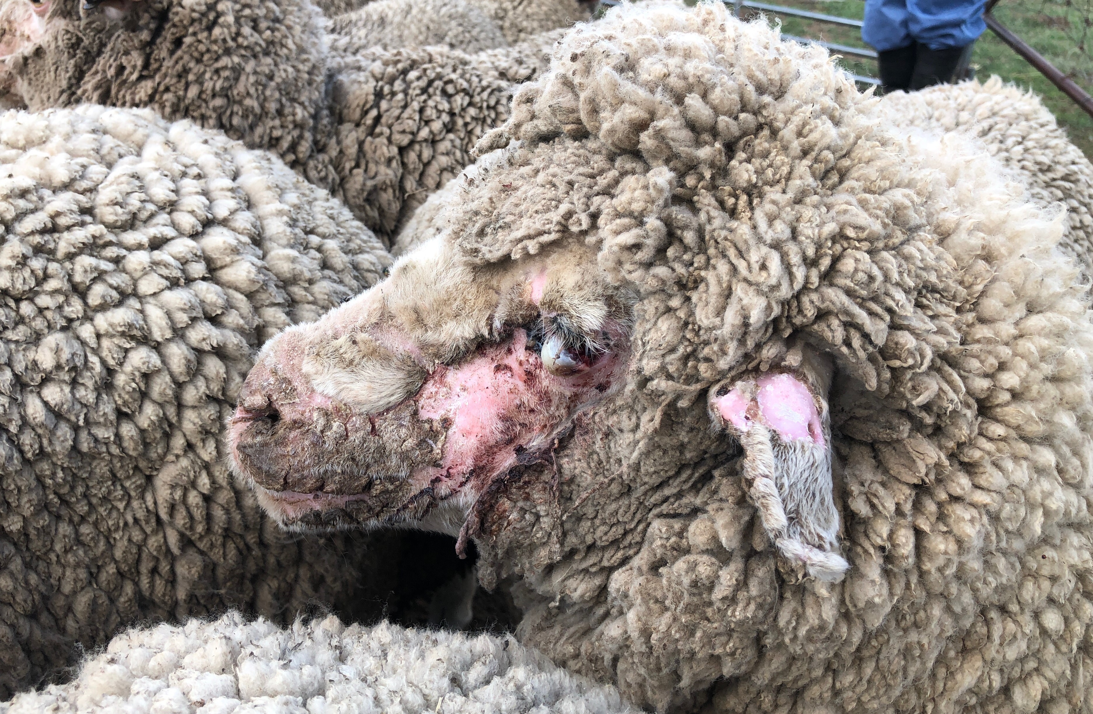 Sheep affected by photosensitisation on the face and ears