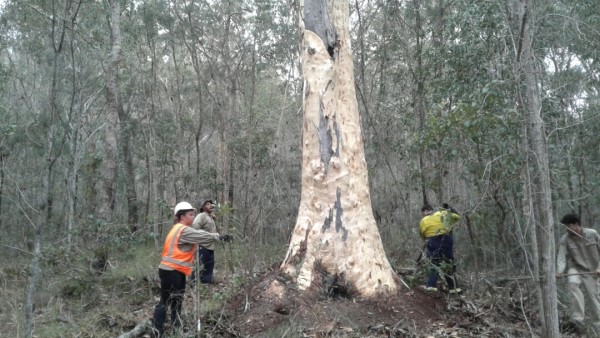 Large gum tree surrounded by workers wearing high viz