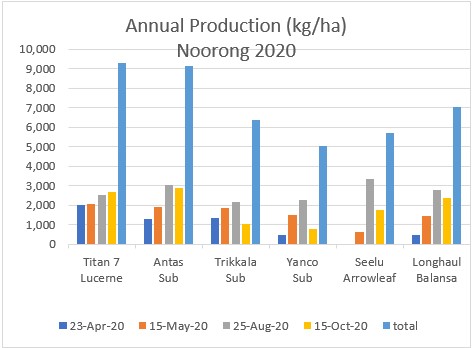 Graph showing the annual production from lucerne, three subclover varieties, arrowleaf clover and balansa clover in the second year of an irrigated pasture legume variety trial at Noorong (near Swan Hill) in the western Murray Valley. 