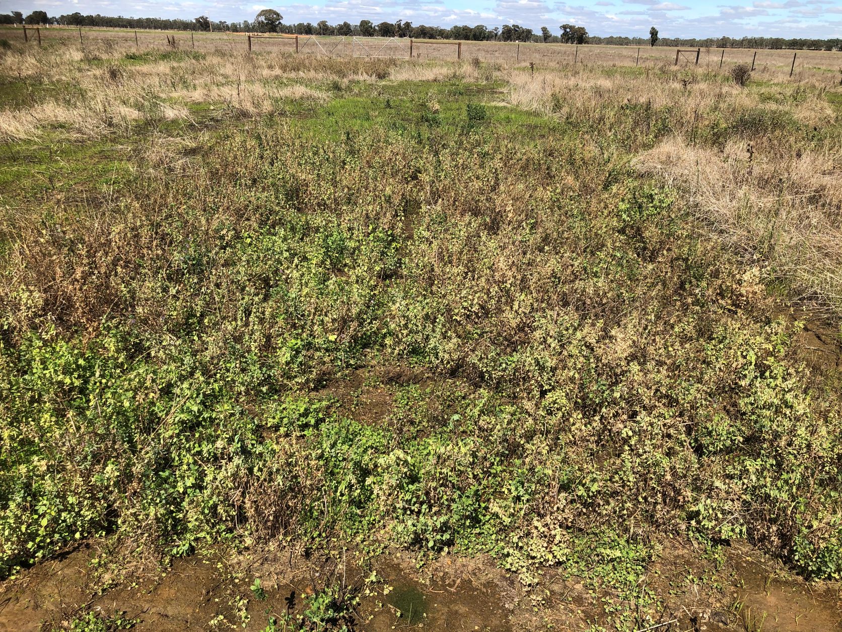 Lucerne dying from excessive waterlogging caused by prolonged rainfall after an irrigation’