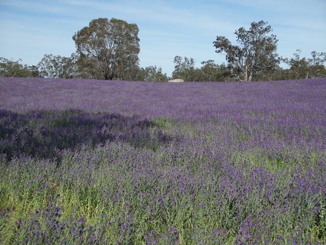 Field of Paterson's curse weed - a mass of purple flowers