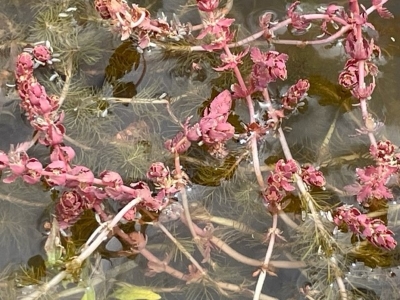 Red water-milfoil