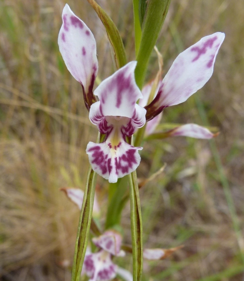 Close up of Oaklands donkey orchid