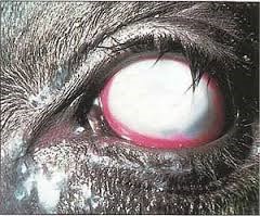 White eyeball of cow
