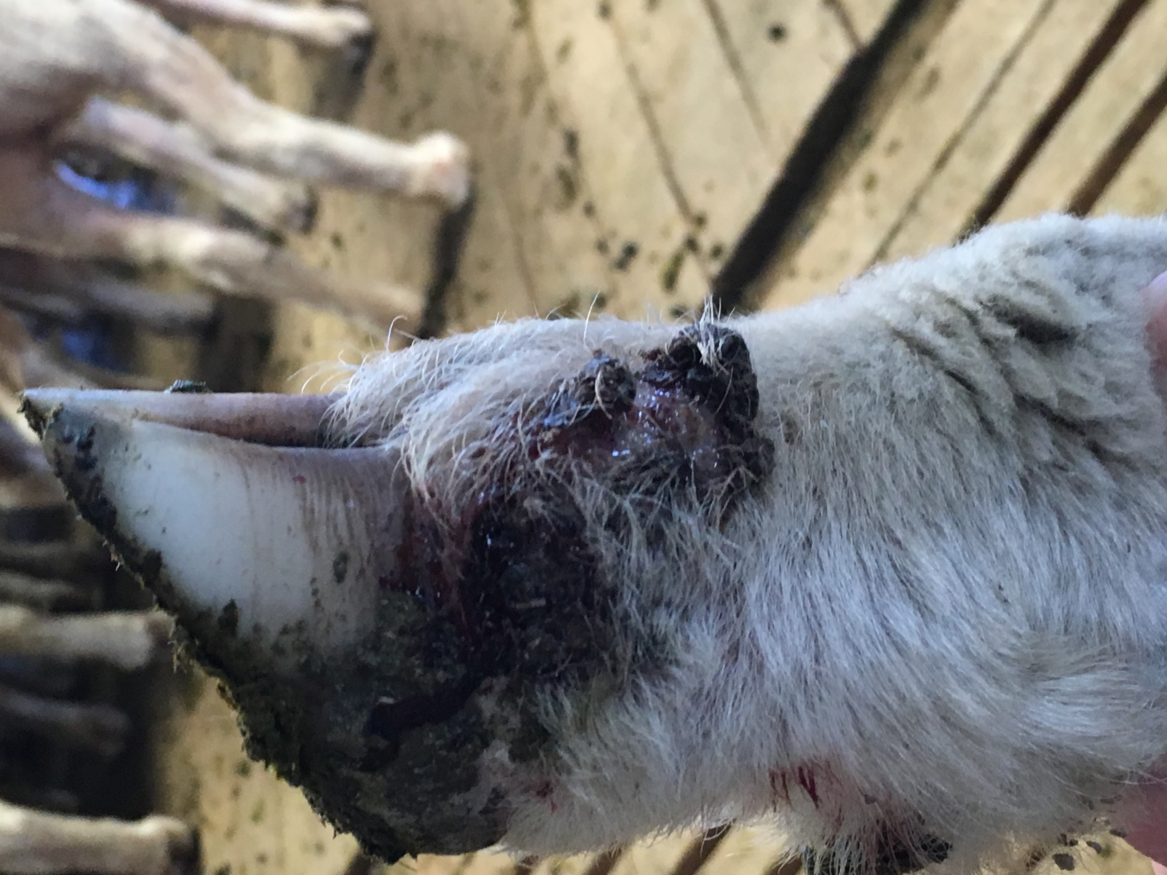Close up image of a scab on a lambs lower leg. 