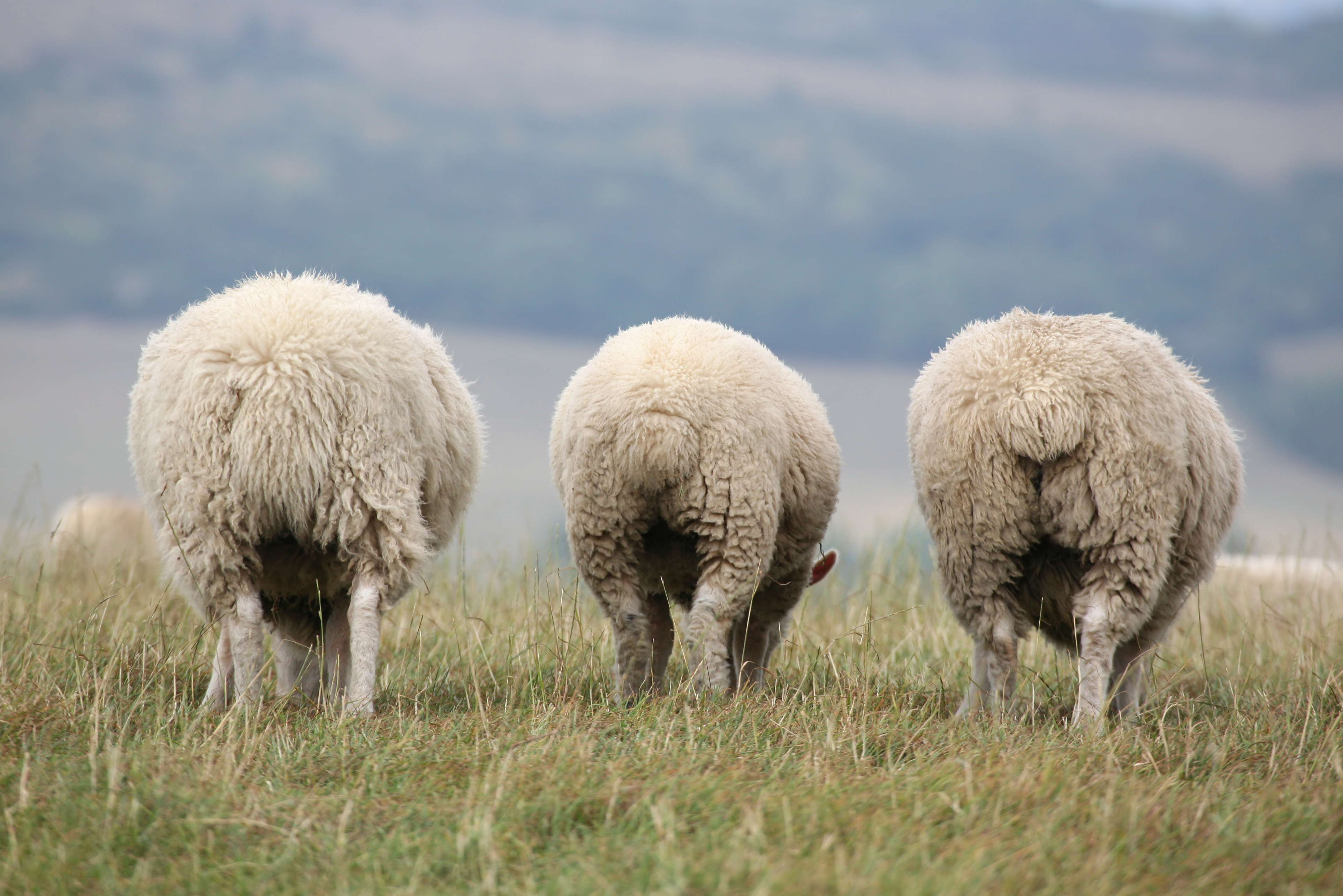 Sheep backsides