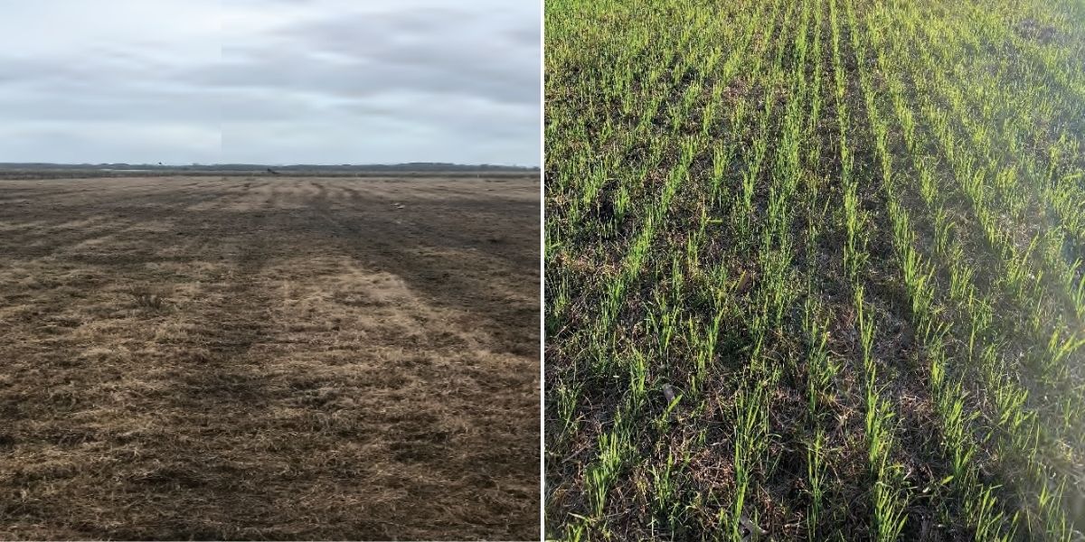 Pasture recovery after Lismore floods